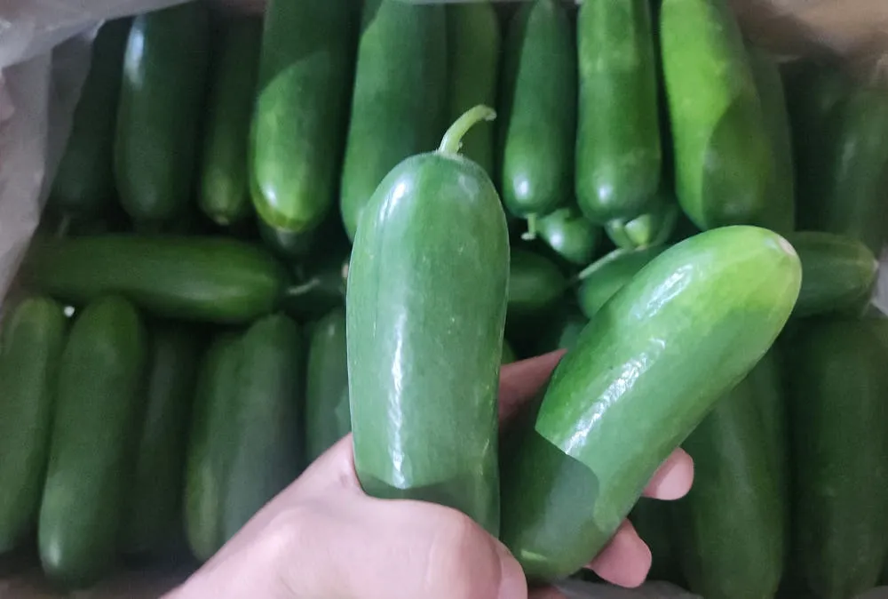 미니오이 1kg 스낵 작은 꼬마 간식 미니스탑