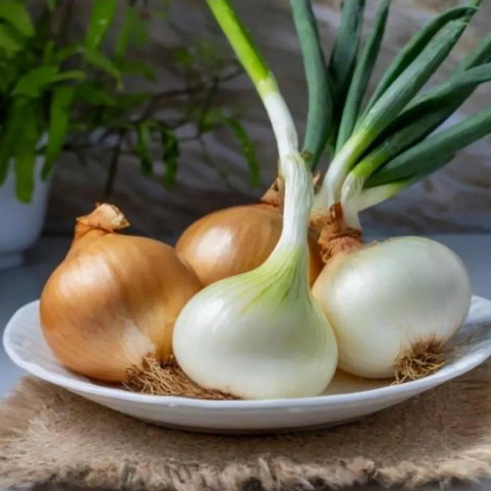 [농할쿠폰]전남 무안 햇양파 조생양파 만생양파 상품 3kg