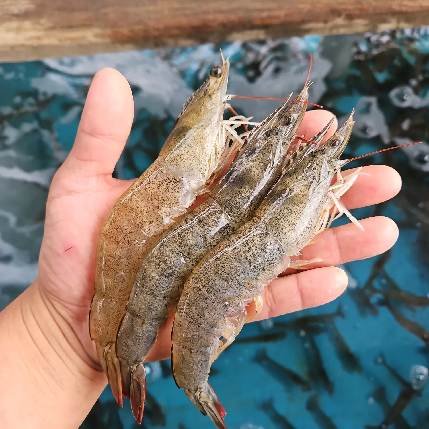 국내산 흰다리새우, 횟감용, 500g, 1개