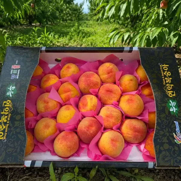 [11번가] [완박스] 경북 고당도 황도복숭아 4kg 중소과 (25-28과내외)