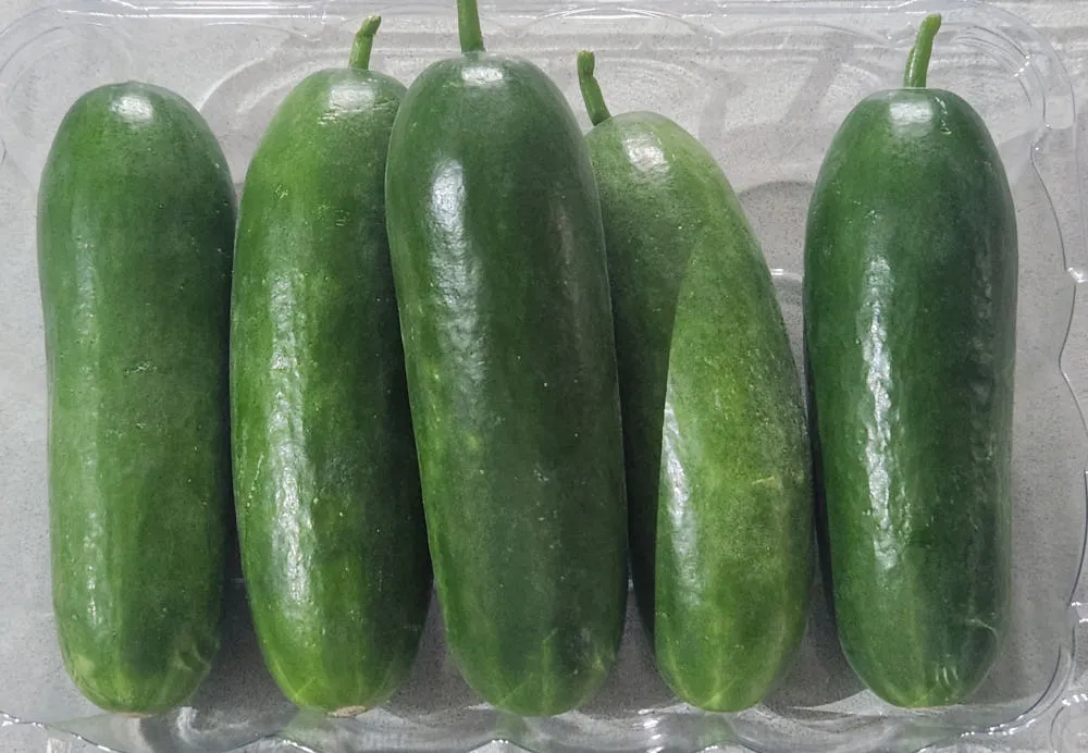 미니오이 스낵오이 간식 특1kg 2kg