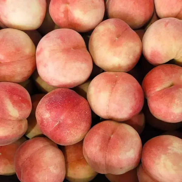 [11번가] 딱딱이 대극천(반납작) 복숭아 1kg 소과(12-14과) / 실중량 발송