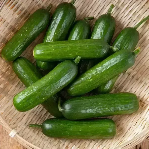[11번가] 국내산 시원아삭 맛있는 미니오이 2kg
