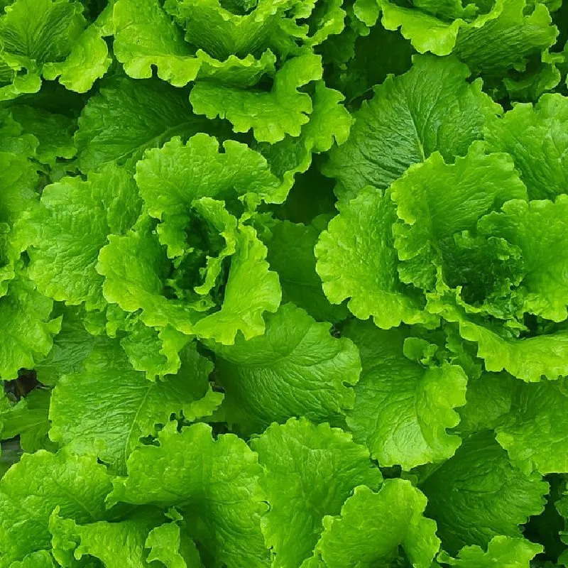 고품질 특품 정량 로메인청상추 1kg/2kg : 롯데ON