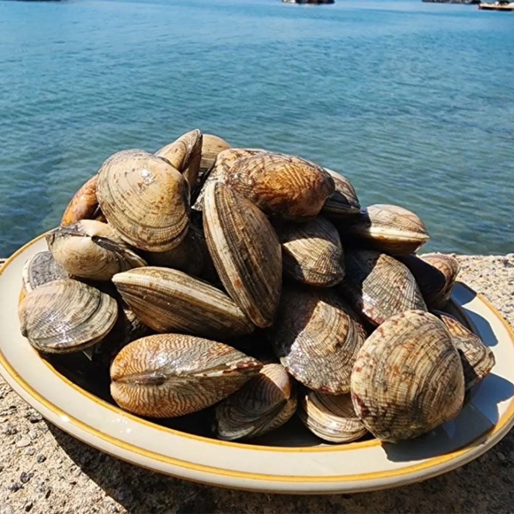 [자연맛남][품질보장] 제철 통영 다이버 왕바지락 1kg/2kg/3kg : 롯데ON