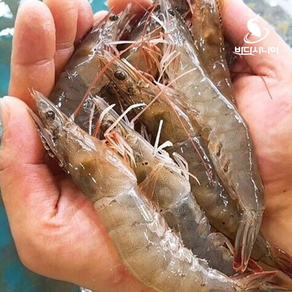 국내산 태안 살아있는 생새우 활새우 1kg 회 소금구이 당일조업 [원산지:국산(충청남도 태안군)] : 롯데ON