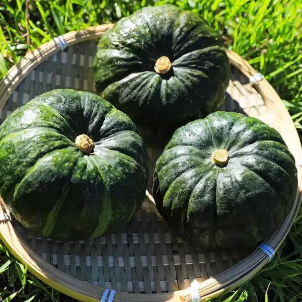 [11번가] 제주 달큰한 미니 보우짱 정품 밤호박 5kg (250~650g내외)