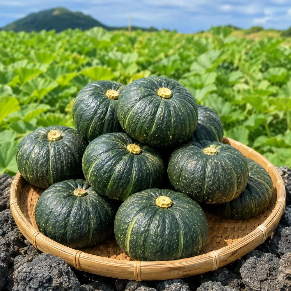 [팜보스]국내산 제주 미니 단호박 보우짱 달콤한 호박 3kg 6kg 9kg : 롯데ON