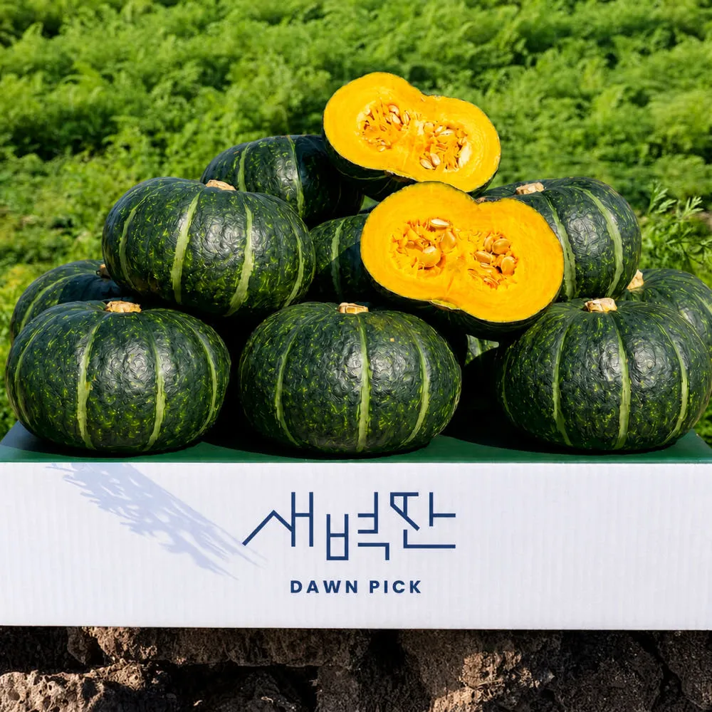 제주 보우짱 미니 단호박 밤호박 4.5kg