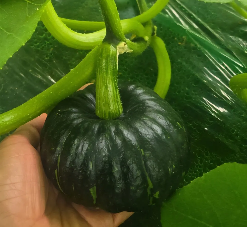 미니밤호박 특품2kg 4kg
