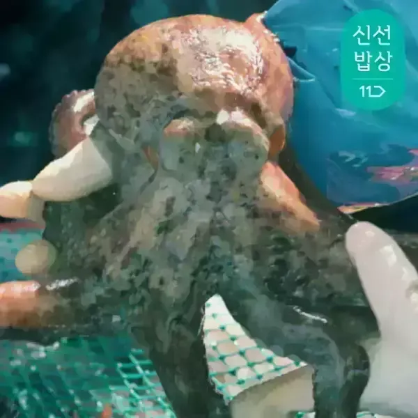 [11번가] [품질보장] 이순신수산 남해안 자연산 돌문어 1kg [1-4미