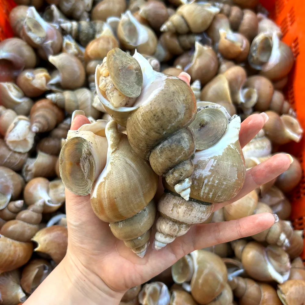 명품 동해안 연안 생물 백고동 백골뱅이 활고동 1kg : 롯데ON