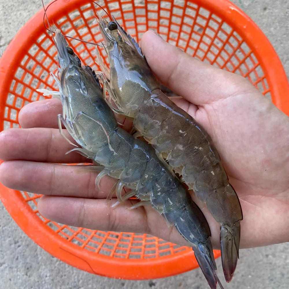 국산 제철 흰다리새우 1kg