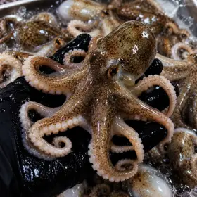 국내산 활 쭈꾸미 1kg 제철 생물 쭈꾸미 당일수매 주꾸미
