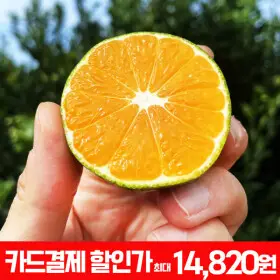 (신선집중) 12브릭스 맛보장 고당도 스위트 유라 실생 감귤 로얄과 4kg 맛불만족시 무료반품