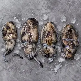 산지직송) 국내산 생물 갑오징어 1kg+1kg 총 2kg 발송