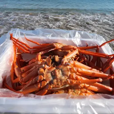 [심야마트] 금어기해제 영덕 속이 꽉 찬 자숙홍게 3kg(12미 내외, 수율 80%)