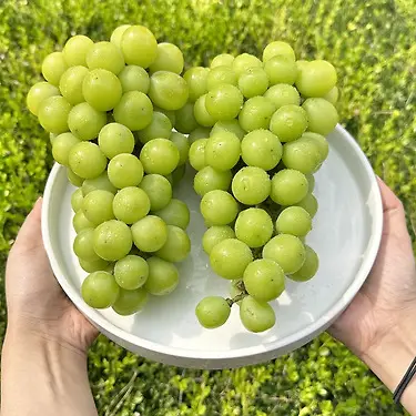 최상품 고당도 국내산 샤인머스켓 2kg 당일수확 꼼꼼한 검수