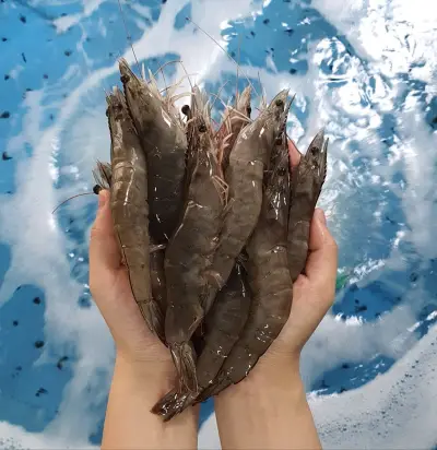 [APP전용]당일작업 생물 흰다리새우 1kg 30미(대)/37미(중) 사이즈