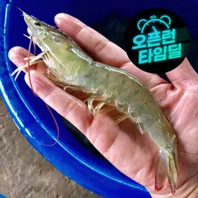 (신선집중) 국내산 제철 흰다리 왕새우 大 1kg(30미 내외) 생 새우회 횟감