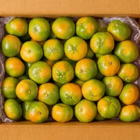 신선하랑 새콤달콤 제주 노지감귤 3kg 2S.S.M.L(랜덤) 극조생