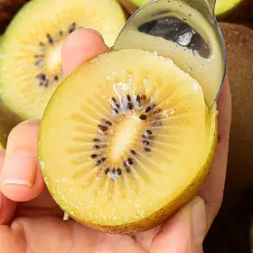 골드키위 국내산 골드키위1kg 대과 (10-12과) / 26년 첫수확 / 첫수확이라 후숙필수